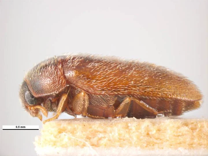 Khapra Beetle - Protecting your shipments against Khapra Beetles - Image of a Khapra Beetle