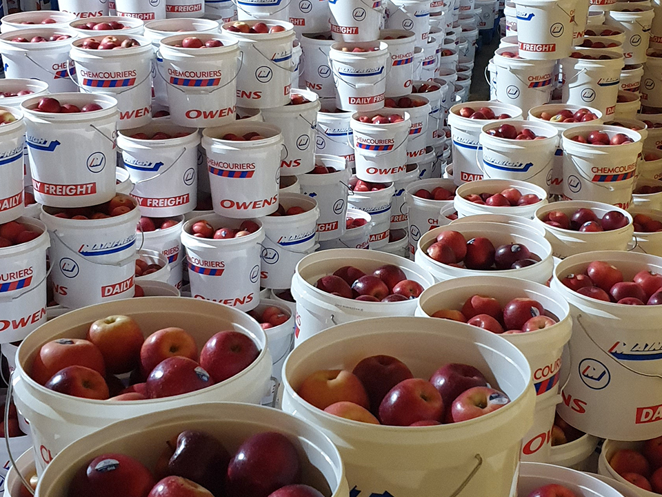 The story behind the Mainfreight Apples