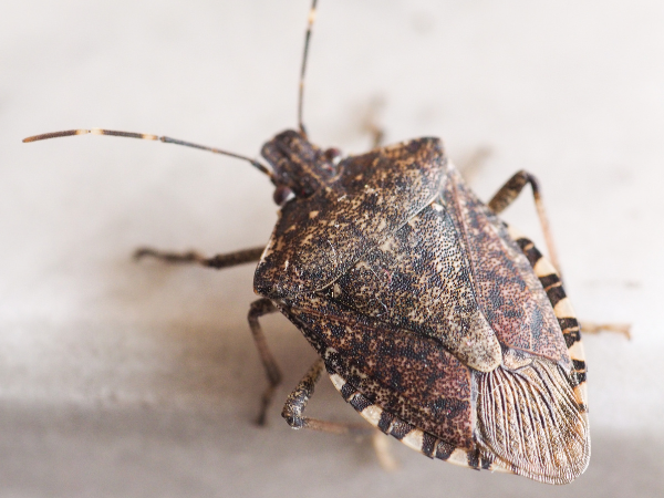 Brown Marmorated Stink Bug  - Brown Marmorated Stink Bug 